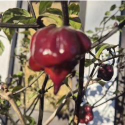 Carolina Reaper Ruby 10 semi