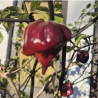 Carolina Reaper Ruby 10 semi