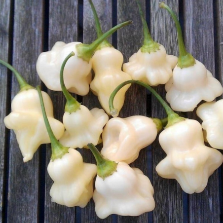 Aji Fantasy White 10 siementä