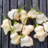 Aji Fantasy White 10 siementä
