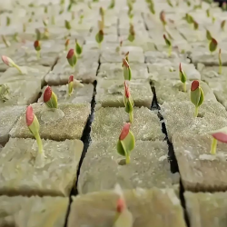 100 Cubos de lã de rocha com 2,5 x 2,5 x 2,5 cm, divididos em 2 blocos de 50 Cubos cada.