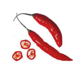 Portugalin Malagueta siemenet - 10 kpl | Piri-Piri