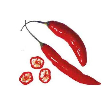 Portuguese Chili 10 seeds