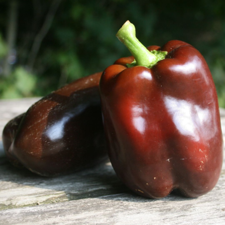 Poivron Chocolat 20 graines