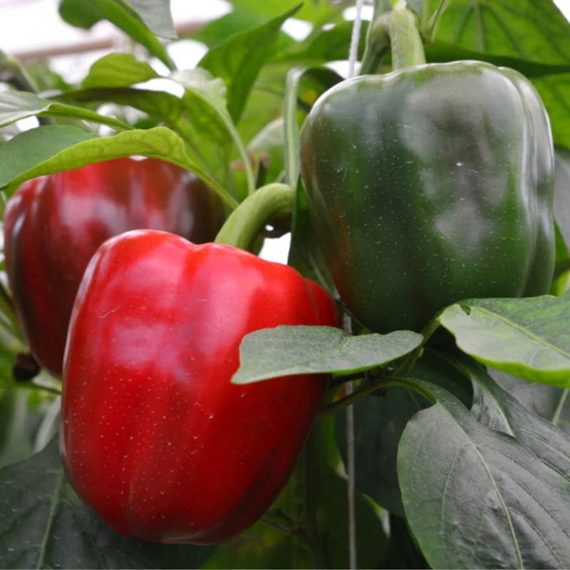Red Pepper 20 seeds