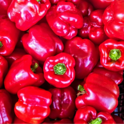 Rote Paprika 20 Samen