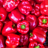 Rote Paprika 20 Samen