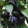 Black Bell Pepper 20 seeds