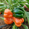 Orange Pepper 20 seeds