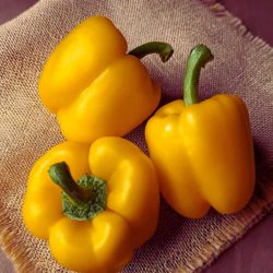 Pimento Amarelo 20 sementes