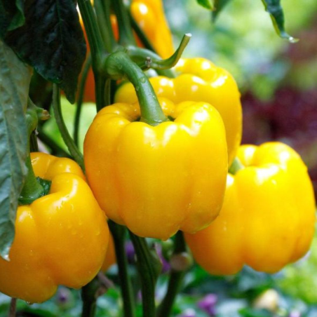 Gelbe Paprika 20 Samen