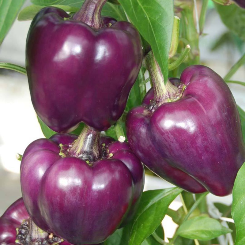 Pimiento Morado 20 semillas
