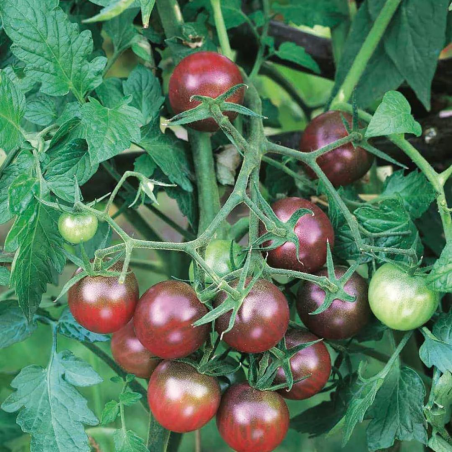 Black Cherry Tomato: The Deep Midnight Sweetness