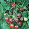 Tomate Black Cherry : La Douceur Profonde de Minuit