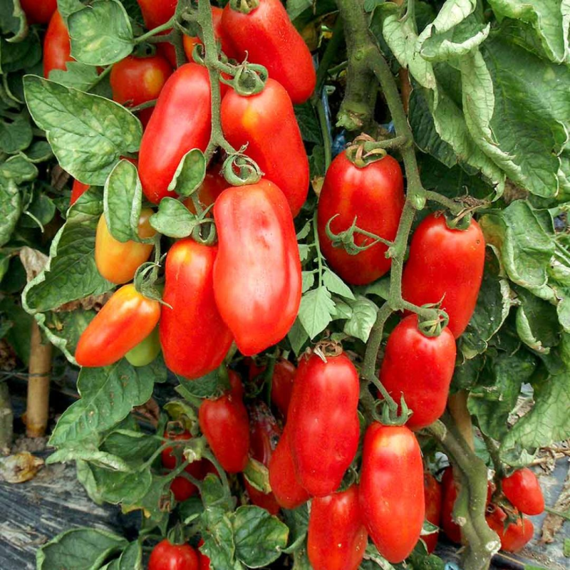 Tomate San Marzano: El Rey de la Salsa Italiana
