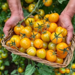 Gelbe Cherrytomate: Der süße Sonnenstrahl des Gartens