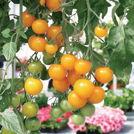 Tomate Cerise Jaune : Le Doux Rayon de Soleil du Potager