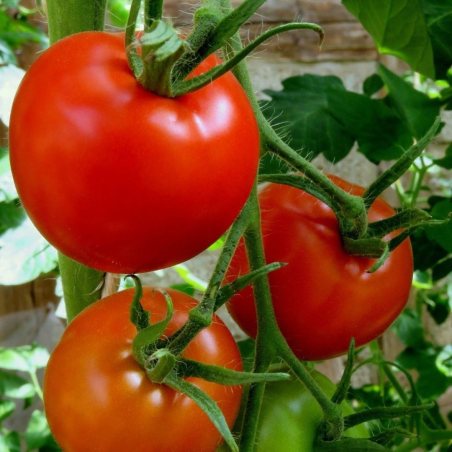 Tomate Marmande : Le Classique Français au Goût Intense