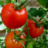 Tomate Marmande : Le Classique Français au Goût Intense