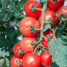 Tomate Marmande sementes