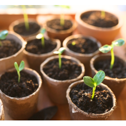 12 petits pots de culture 6 cm