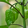 Naga Morich 10 sementes