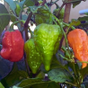 Naga Morich 10 sementes