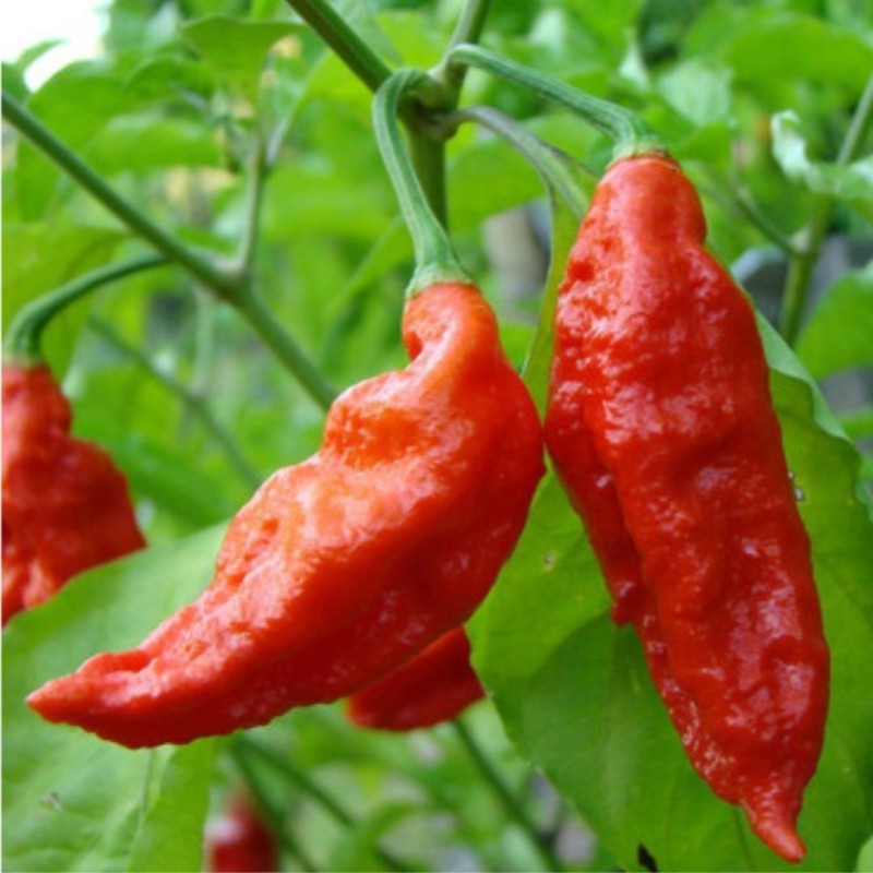 Semillas de Chile Naga Viper - 10 Semillas | Picor Nuclear