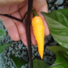Yellow Bhut Jolokia Seeds - 10 Seeds | Golden Ghost Pepper