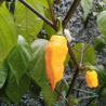 Keltainen Bhut Jolokia siemenet - 10 kpl | Golden Ghost Pepper