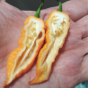 Bhut Jolokia Amarela 10 sementes Ghost Pepper