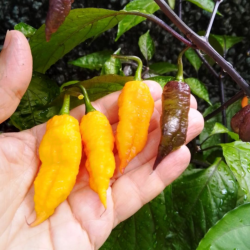 Keltainen Bhut Jolokia siemenet - 10 kpl | Golden Ghost Pepper