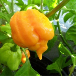 Moruga Scorpion Amarela 10 sementes