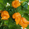 Yellow Trinidad Moruga Scorpion 10 seeds