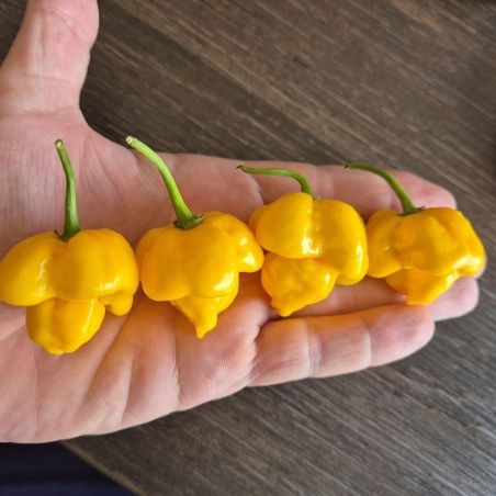 Moruga Scorpion Yellow 10 seeds