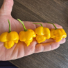 Moruga Scorpion Amarela 10 sementes