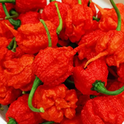 7 Pot Primo 10 seeds