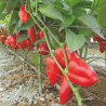 Pimento Piquillo 10 seeds
