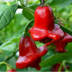 Semillas de Pimiento Cambuci - 10 Semillas | Sombrero de Obispo