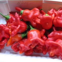 Graines de Piment Cambuci - 10 Graines | Chapeau d’Évêque