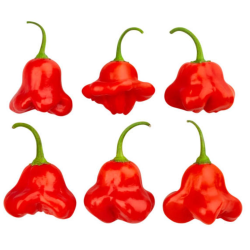 Graines de Piment Cambuci - 10 Graines | Chapeau d’Évêque