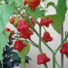 Cambuci Pepper Seeds - 10 Seeds | Bishop’s Hat (10k SHU)