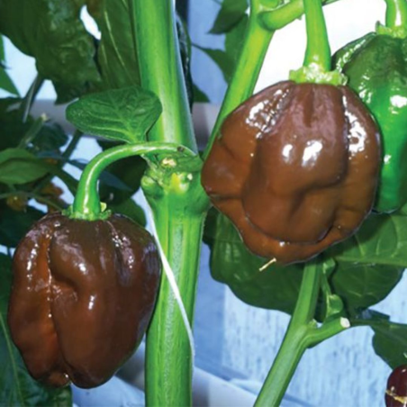 Semi di Habanero Chocolate - 10 Semi | 450.000 SHU