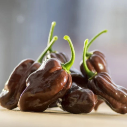 Habanero Chocolate 10 sementes
