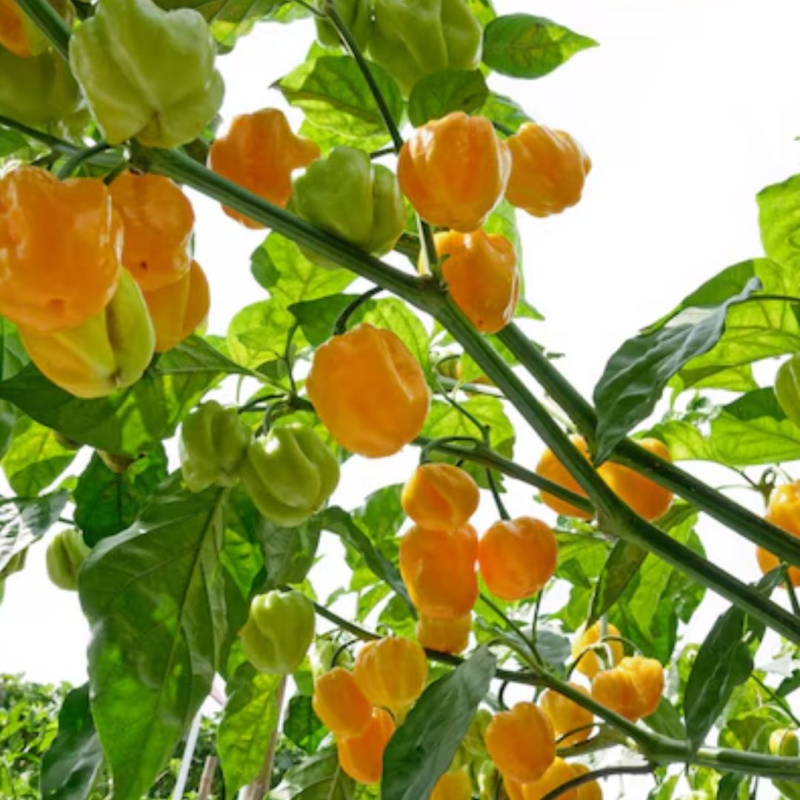 Habanero Amarelo 10 sementes