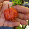Carolina Reaper Caramel siemenet - 10 kpl | 2 milj. SHU