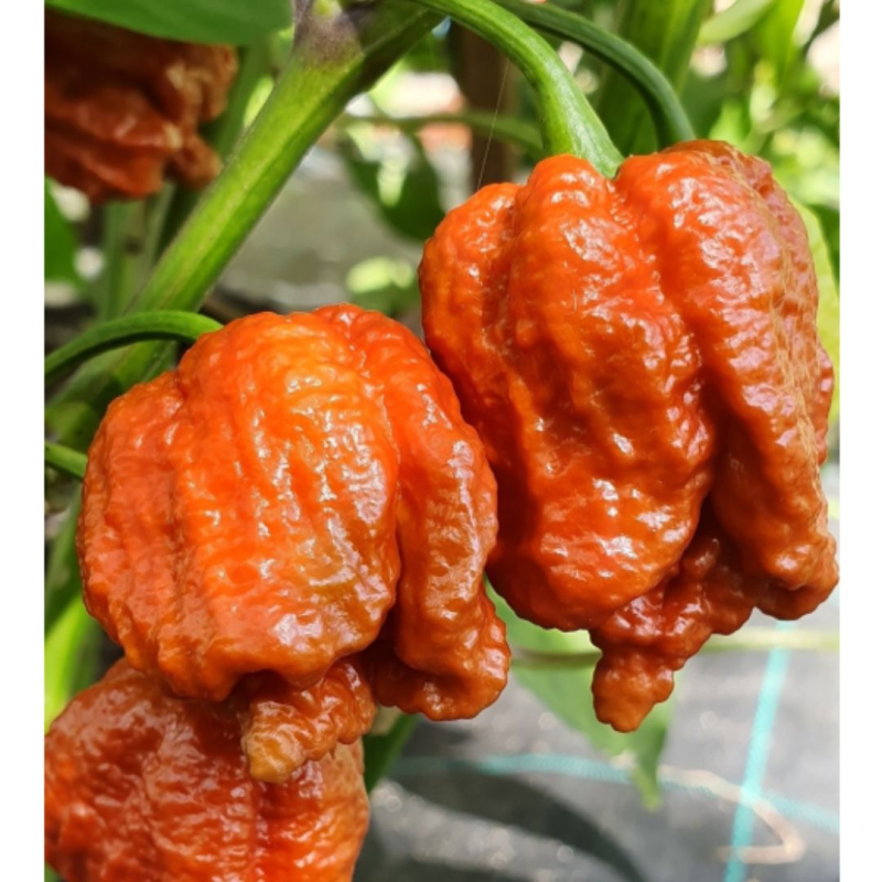 Graines de Carolina Reaper Caramel - 10 Graines | 2M Scoville