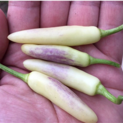 KS White Thai Pepper Seeds - 10 Seeds | Khang Starr Variety