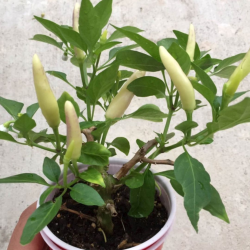 KS White Thai Pepper Seeds - 10 Seeds | Khang Starr Variety