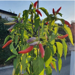 Semillas de Chile KS White Thai - 10 Semillas | Variedad Khang Starr